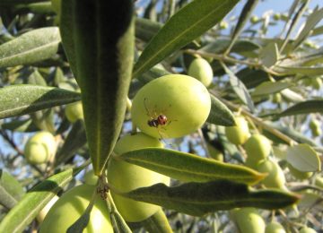 Traitement des oliviers et des platanes